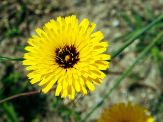 Yellow bright dandelion flower, close-up, top view.
