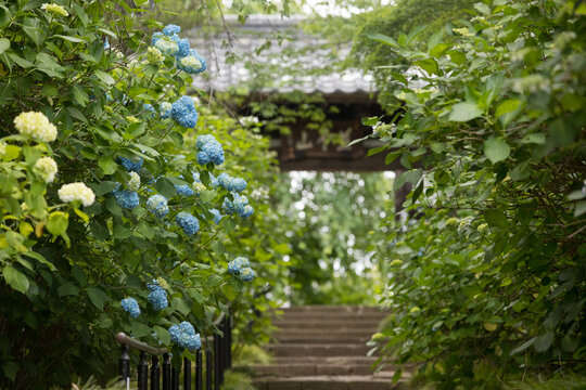 紫陽花寺 Images Browse 979 Stock Photos Vectors And Video Adobe Stock