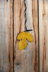 Yellow tree leaf against a wooden background. An autumnal three-leaf hangs vertically on a twine. Old cracked boards. Natural background