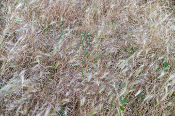 Hordeum murinum, or wall barley, or false barley. Field of dried spikelets of wild grasses that are dangerous to domestic dogs. It can lodge in the pet's fur, paws, ears, and other body parts.