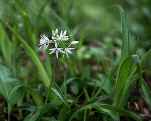 Springtime plant Wild Garlic also called Ransons found in a woodland