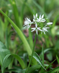 Obraz premium Springtime plant Wild Garlic also called Ransons found in woodland