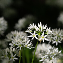 Springtime plant Wild Garlic also called Ransons found in woodland