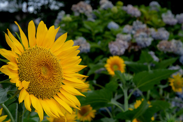向日葵と紫陽花