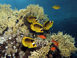 Naklejka na ściany i meble A group of Red Sea raccoon butterflyfish Chaetodon fasciatus at a coral reef cleaning station