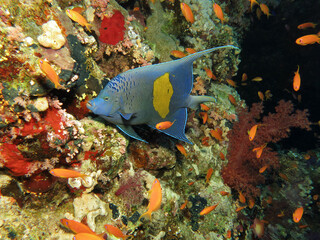 Yellowbar angelfish Pomacanthus maculosus in Ras Mohammed National Park 