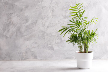 Small modern flower pot with Areca palm on the grey stone background minimalistic interior design