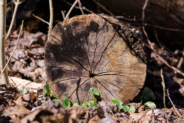 close up of old log with leafs growing under
