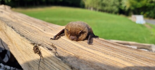 squirrel in the woods