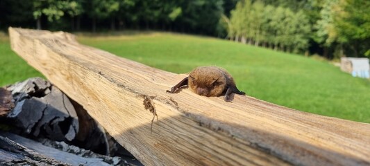 log cabin in the woods