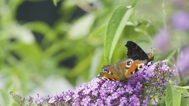 Two peacock butterflies on a butterfly bush
