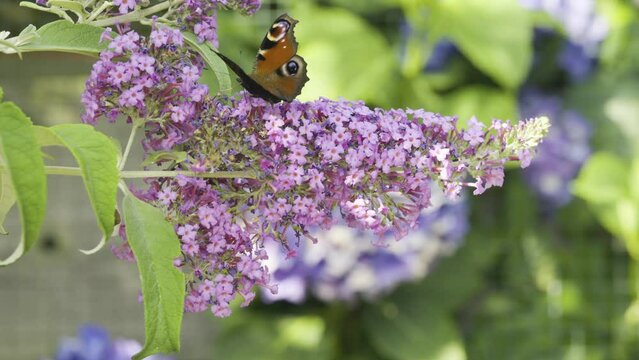 Peacock butterfly on a butterfly bush