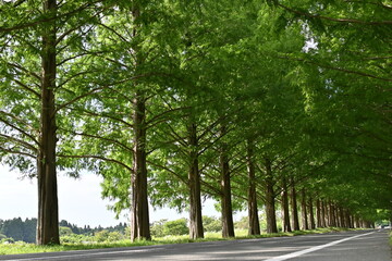 Obraz premium メタセコイヤ並木