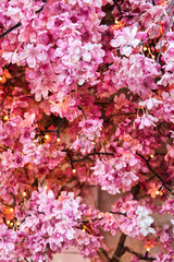 Pink blossoms cover the branches of a tree with small fairy lights in between. Dreamy, romantic, and beautiful summer decoration. Abstract background for desktop or advertisement.  