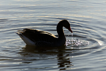 Canadian goose searching for food in a lake