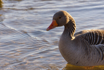 close up of Canada goose swimming in cold lake