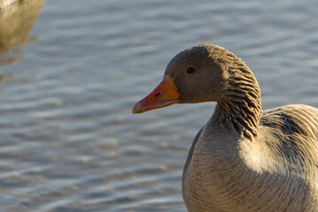 close up of a single Canada goose bird