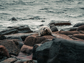 seal on the rocks, Scotland