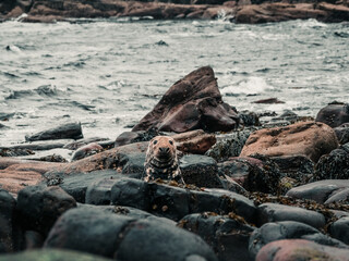 Fototapeta premium seal on the rocks, Scotland