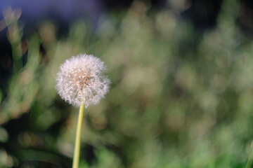 dandelion in the grass