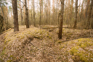 Old Abandoned World War II Trenches In Forest Since Second World War In Belarus. Early Spring or Autumn Season.