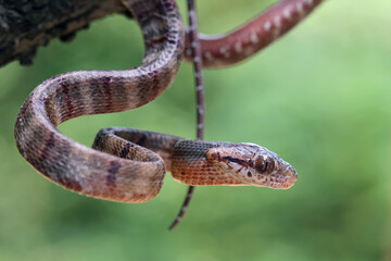 Naklejka na ściany i meble Baby boiga cynodon snake, colubrid snake endemic to asia