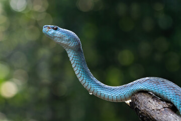 Blue viper snake closeup on branch,blue insularis,Trimeresurus Insularis