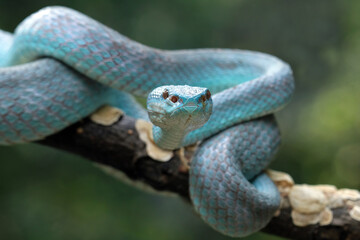 Blue viper snake closeup on branch,blue insularis,Trimeresurus Insularis