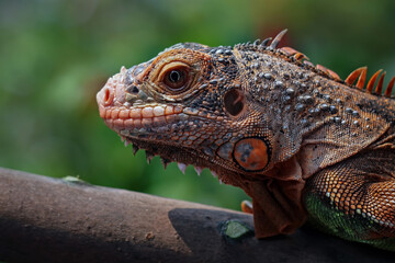Red iguana head closeup, juvenile red iguana, animal close-up
