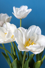  big beautiful blooming white peony tulips on blue background shallow focuse