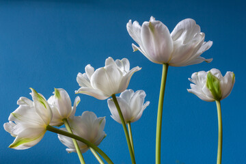 Fototapeta premium big beautiful blooming white peony tulips on blue background shallow focuse