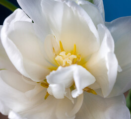 Obraz premium big beautiful blooming white peony tulips on blue background shallow focuse