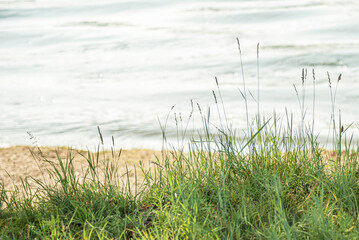 grass by the water by the lake