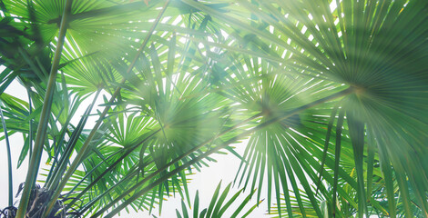 sunshine under the palm leaf canopy, green isolated palm leaves on white background from below against sunlight, tropical vegetation background concept with copy space