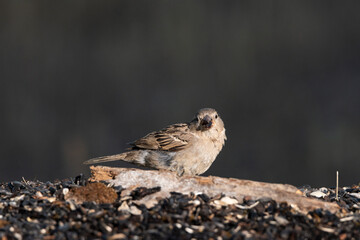 gorrión común hembra joven (passer domesticus)