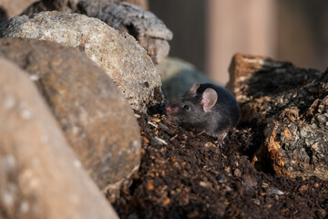 raton negro en el estanque