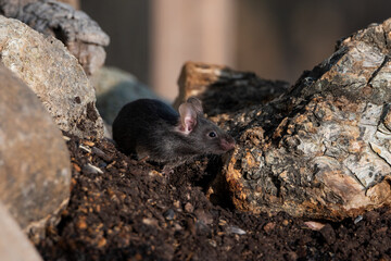 raton negro en el estanque