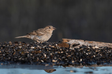 gorrión común hembra joven (passer domesticus)