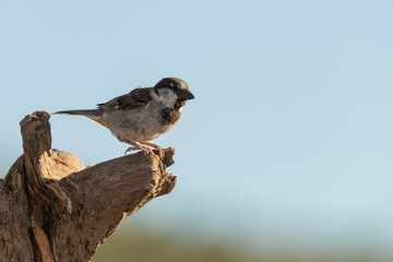gorrión común macho posado en una rama (passer domesticus)