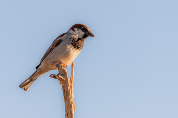 gorrión común macho posado en una rama (passer domesticus)