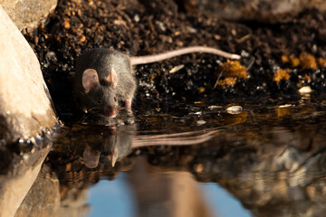 raton negro en el estanque