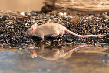 raton blanco bebiendo en el estanque