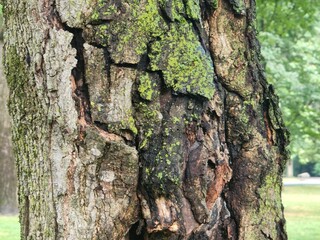 Mossy Tree Bark Closeup