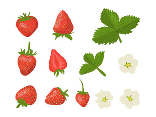 Fresh ripe strawberry set. Whole and sliced juicy red summer berries with leaves, flowers isolated on white. Vector illustration for organic food, fruit, farm market, natural product concept, print