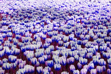 Fototapeta premium selective focus: Istanbul tulip: Tulip (Tulipa), common name of bulbous, perennial plant species grown as ornamental plants, forming the genus Tulipa from the lily family, colorful tulips 