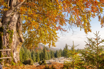 Autumn foliage on a large oak tree in the highlands of Carpathians in Ukraine