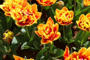 selective focus: Istanbul tulip: Tulip (Tulipa), common name of bulbous, perennial plant species grown as ornamental plants, forming the genus Tulipa from the lily family, colorful tulips	

