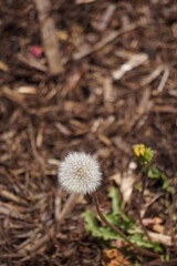 たんぽぽの綿毛と自然の背景