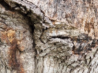 Wooden Tree Stump Closeup