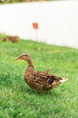 A gray-brown duck with a torn feather on its back in a green meadow near a blurry lake.